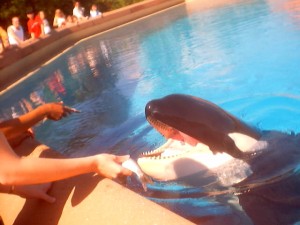 sept-feeding hedstrom the orca whale at marine land canada